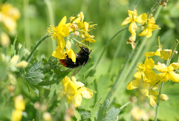 Osmie butinant des fleurs de moutarde blanche (Sinapis alba) © Nicolas Macaire / LPO